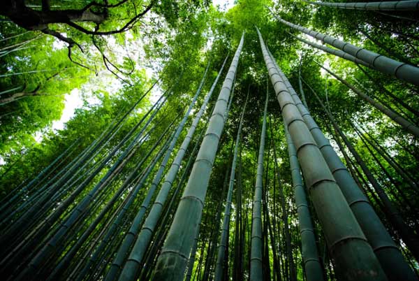 Bamboo forest. 