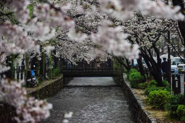 Pathway between two cherry blossom trees in Japan. 
