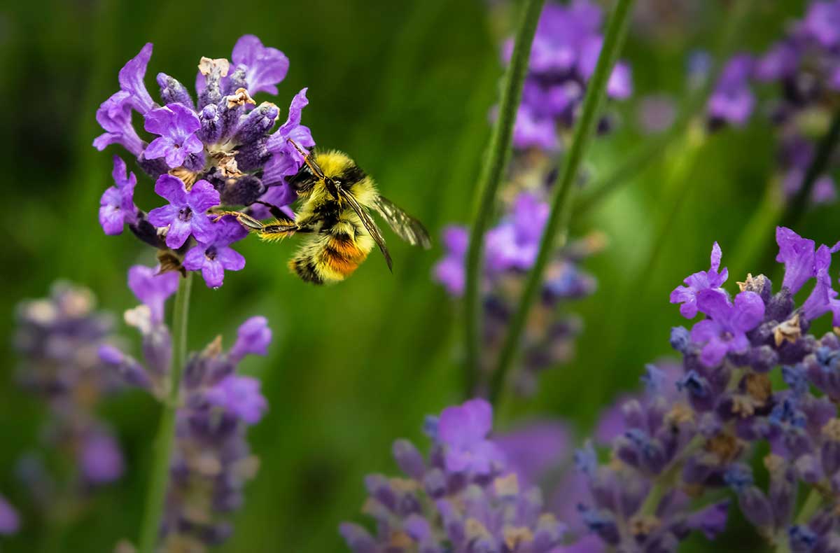 Bee resting on a flower in a field. 