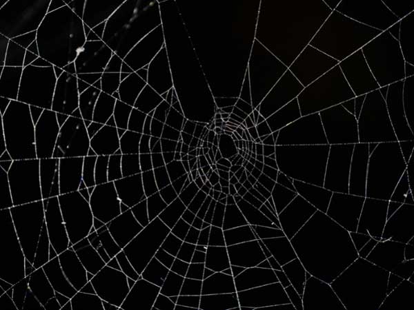 Spiderweb. 