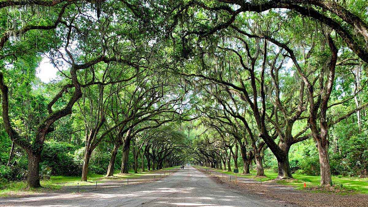 Wormsloe Historic Site, Savannah, GA, USA