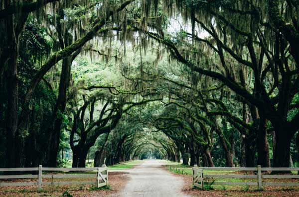 Green leaf trees in Savannah, Georgia.