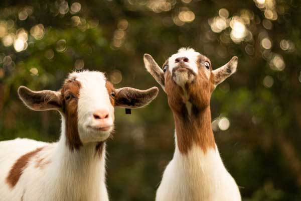 Portrait photo of goats. 