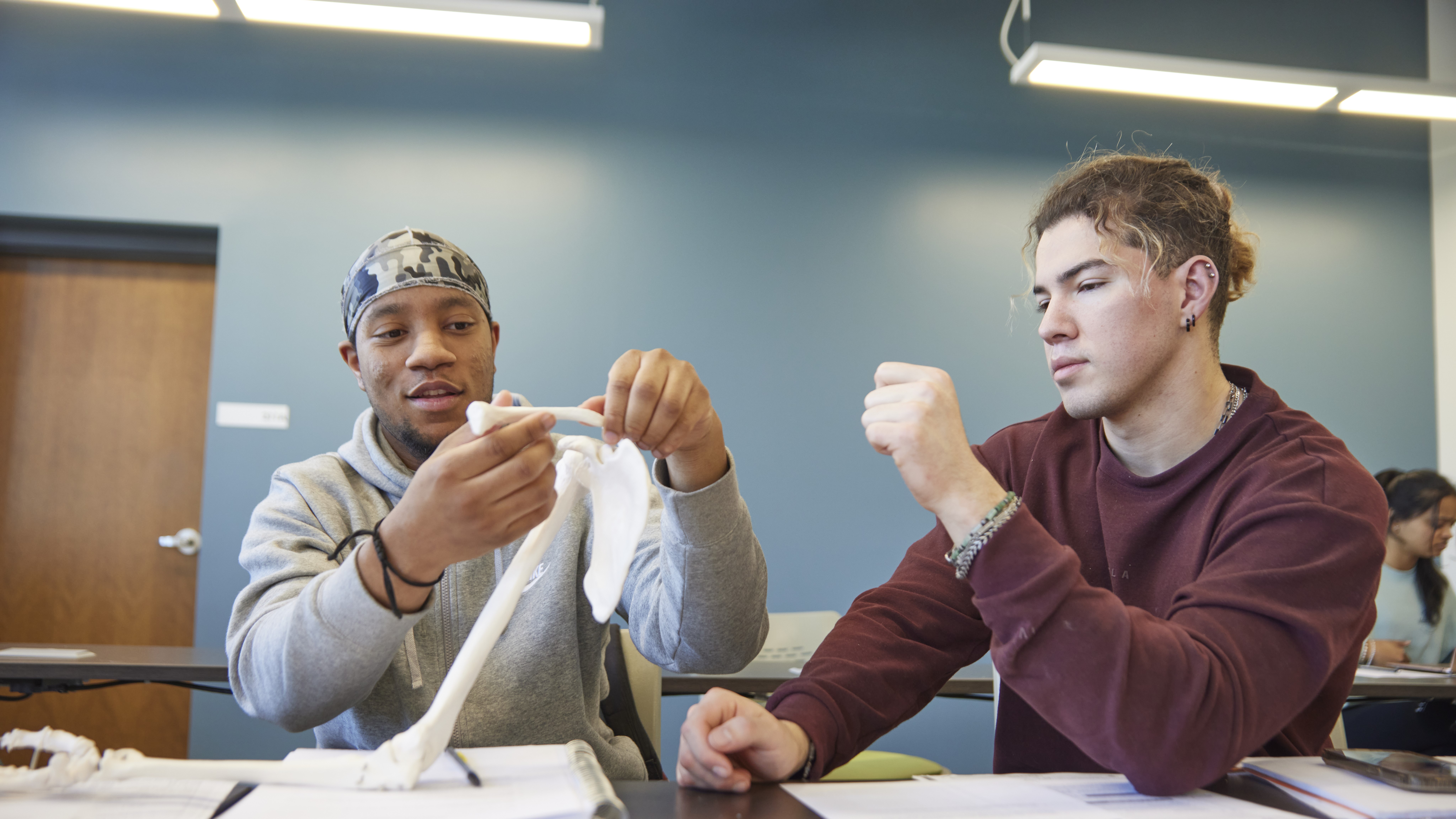 Two male students study a skeleton. 