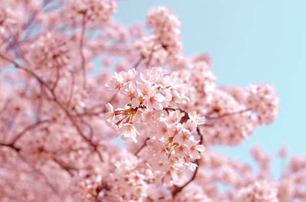 Cherry blossom trees in full bloom. 