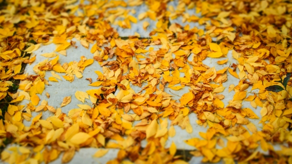 Yellow leaves on the ground. 