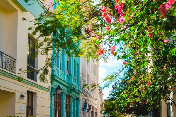 Blossoming trees line the street in Havana, Cuba. 