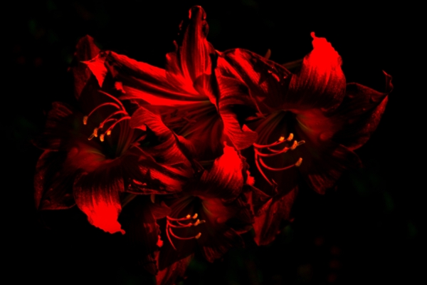 Red flowers. 