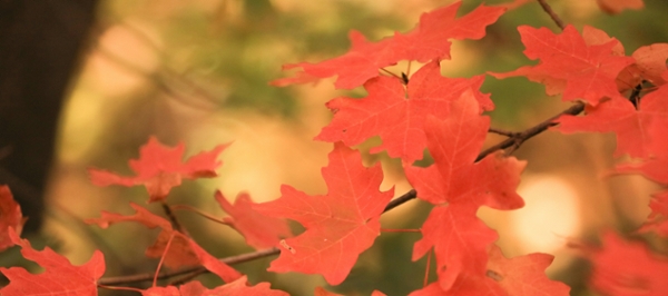 Red leaves hang on a tree branch. 