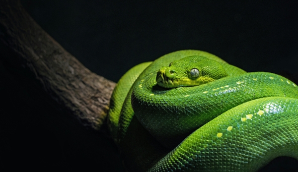 Green snake sleeps on a tree branch.
