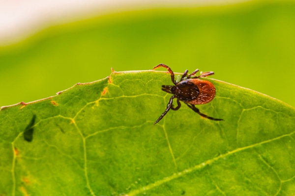 A tick sits on a green leaf.