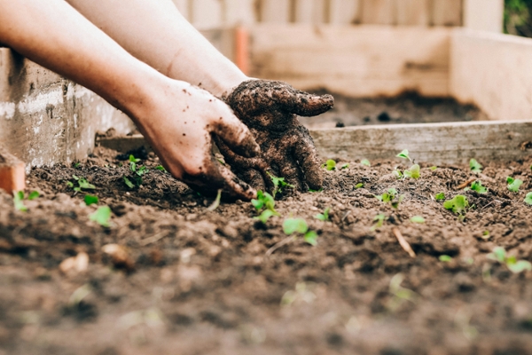 Person planting green plants in soil.