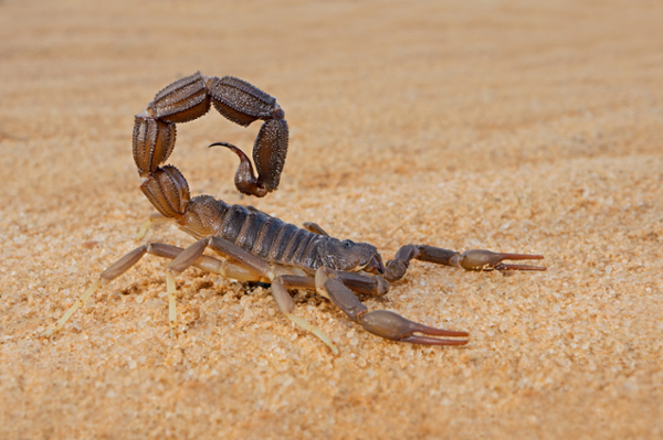 scorpion