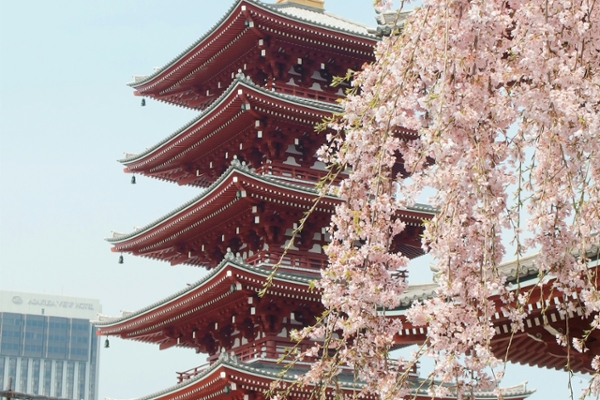 Brown and gold pagoda near cherry blossoms in Sensō-ji, Taitō-ku, Japan.