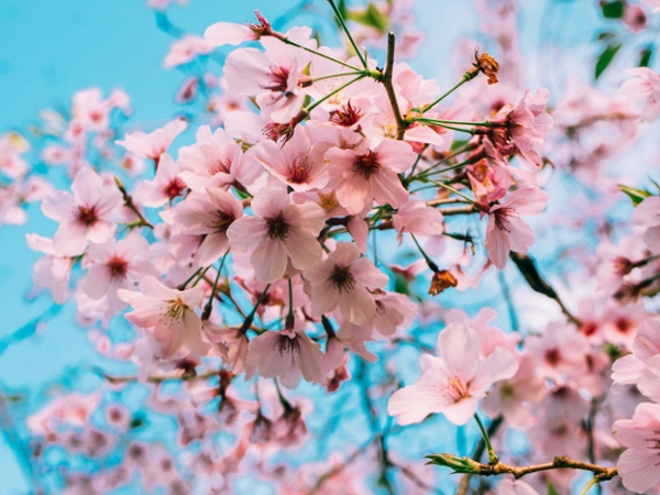 Cherry blossoms in full bloom.