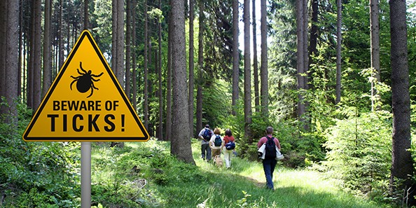 Triangular yellow caution sign reading "Beware of ticks" with hikers walking into a forest in the background.
